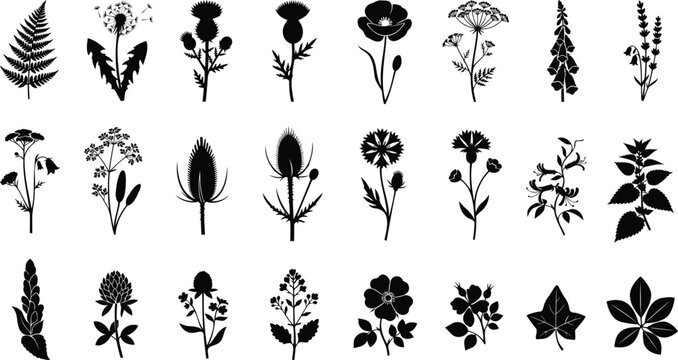 Set of black floral silhouettes and wild meadow plants