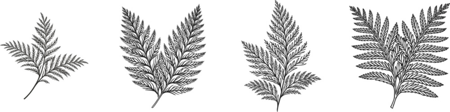 A minimalist black-and-white illustration of two tightly grouped cedar leaf sprays forms a V-shaped silhouette against a plain white background