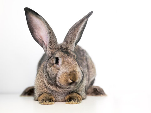 A Flemish Giant rabbit with large ears lying down