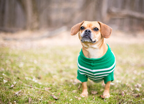 A Pug x Beagle or "Puggle" mixed breed dog wearing a sweater