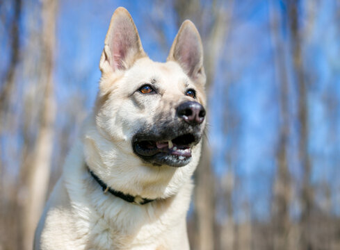 A German Shepherd mixed breed dog outdoors