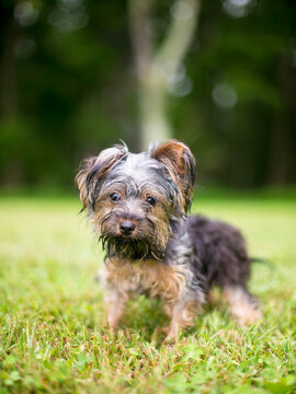 A scruffy Yorkshire Terrier mixed breed dog with wet fur