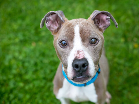 An emaciated Pit Bull Terrier mixed breed dog looking up