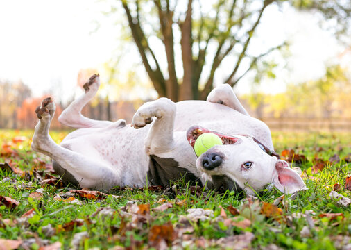 A Pit Bull Terrier mixed breed dog rolling in the grass with a ball