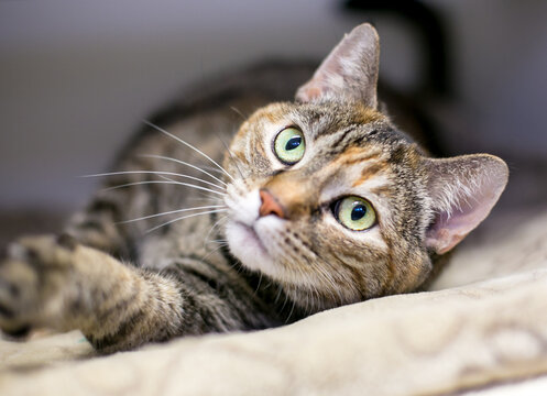 A calico tabby shorthair cat lying down in a pet bed