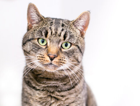 A brown tabby shorthair cat on a white background