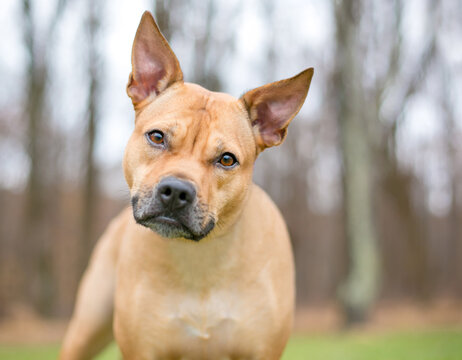 A Terrier mixed breed dog listening with a head tilt