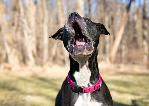 A Pit Bull Terrier mixed breed dog catching a treat