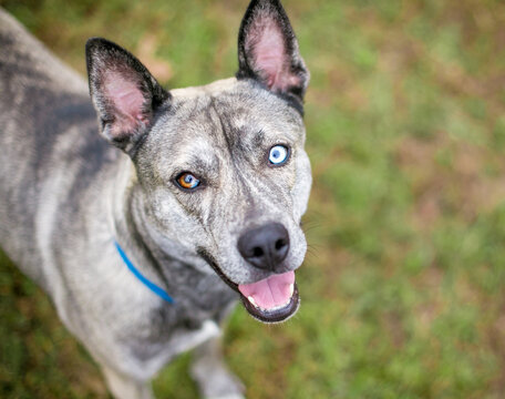 A happy mixed breed dog with heterochromia in its eyes