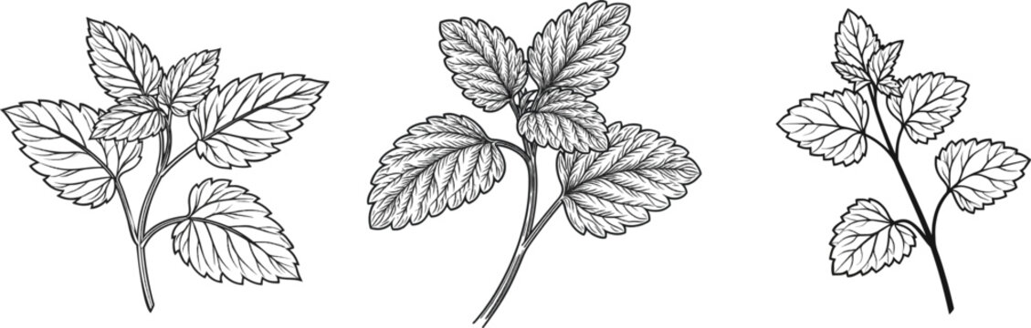 A minimalist line art silhouette of two heart-leaved catnip branches on a white background, rendered in black with no shading or texture