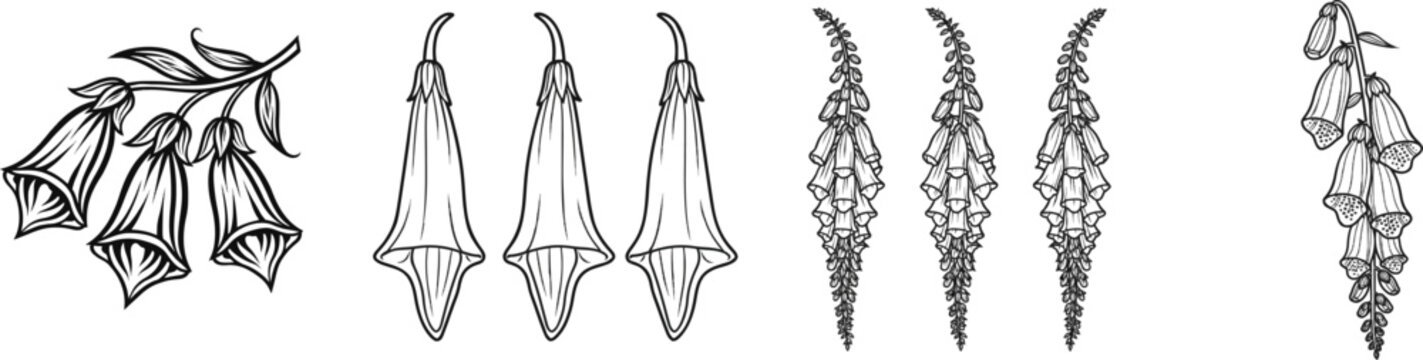 A minimalist black and white illustration of three bell-shaped foxglove blooms hangs downward against a stark white background