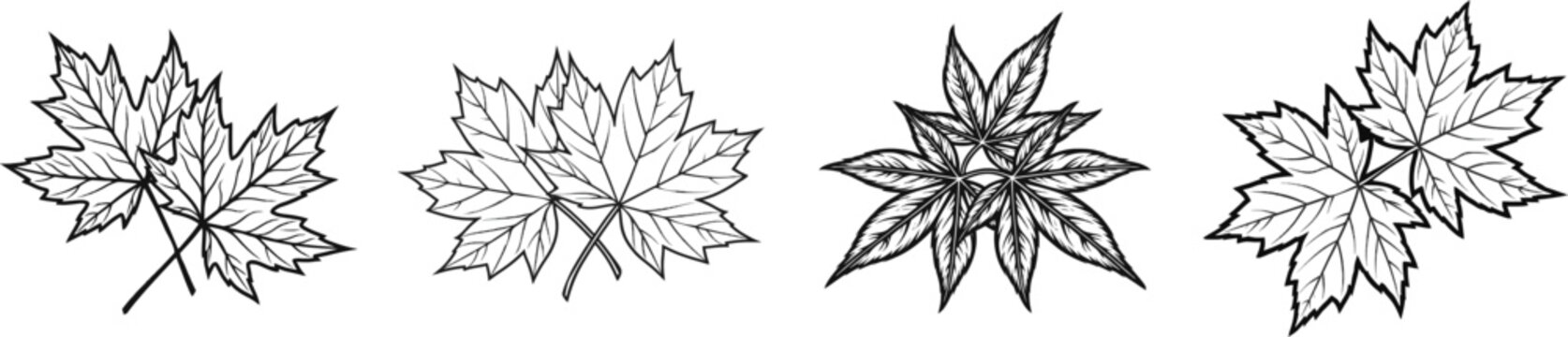 A striking black and white line art silhouette of two palmately lobed red maple leaves overlapping at their stem bases against a white background