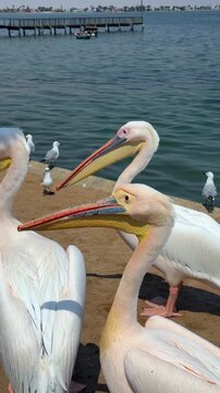 Great white pelicans at the Walvis Bay waterfront in Namibia.