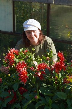 Happy woman gardener taking care of blooming red dahlias near a greenhouse. Sustainable eco-friendly gardening, organic floriculture, agriculture, and connection with nature lifestyle concept