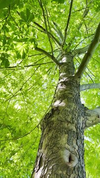 Beneath the Wild Chestnut: An Upward Perspective