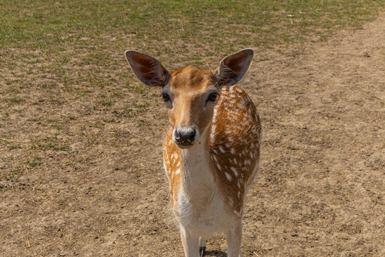 Front Portrait of Cute Spotted Fallow Deer Fawn Outdoors