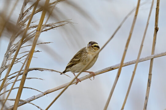 Tahaweber - Weibchen // Yellow-crowned bishop - female (Euplectes afer) - Brazo del Este (Sevilla), Spanien