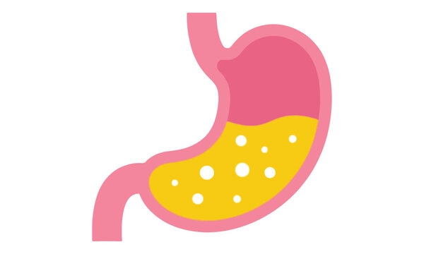 Human stomach anatomy illustration with gastric acid on white