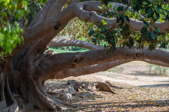 Gros plan sur les branches d'un arbre &agrave; caoutchouc