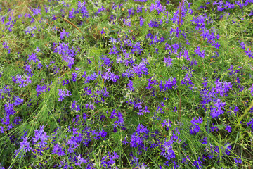 Obraz premium Field of delicate purple wildflowers blooming in lush green foliage