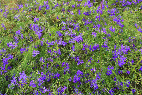 Field of delicate purple wildflowers blooming in lush green foliage