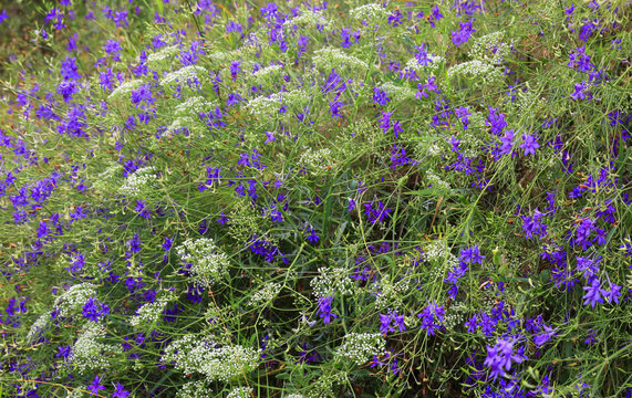 Field of delicate purple and white wildflowers blooming in lush green foliage