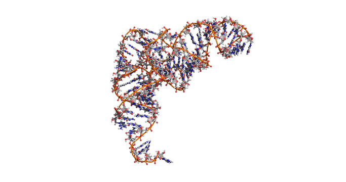 Phenylalanine transfer RNA, essential tRNA molecule for protein synthesis, 3D molecule 4K
