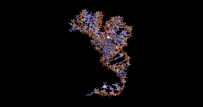Phenylalanine transfer RNA, essential tRNA molecule for protein synthesis, 3D molecule 4K spinning