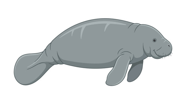 Cute Sea Cow or Manatee Vector Illustration Isolated on White. Aquatic Marine Mammal Swimming Wildlife Animal Graphic.
