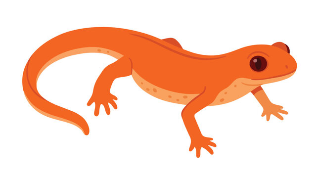 Orange Newt Salamander Vector Illustration Cute Red Eft Amphibian Isolated on White for Educational Nature Design