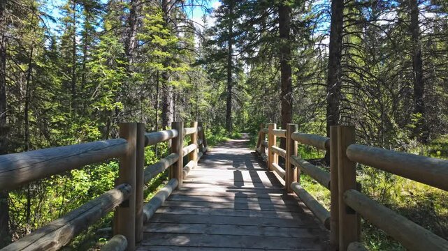 A first-person view showcases a path leading across a sturdy wooden footbridge nestled deep within a sunlit evergreen forest.