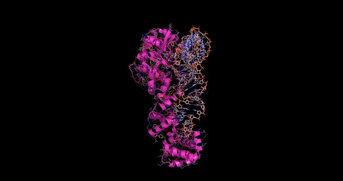 Glutamyl tRNA synthetase complexed with cognate tRNA Glu, macromolecular translation complex, 3D molecule spinning, 4K