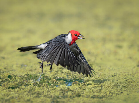 cardenal copete rojo cazando mosca