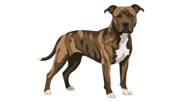 Muscular Brindle American Pitbull Terrier Dog Standing Vector Illustration Isolated on White Background Pet Portrait