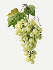 Fototapeta premium Green grapes