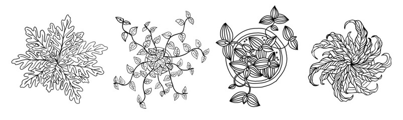 Fototapeta premium Four intricate plant designs in black ink. Each sketch shows a top-down view from above. Hand-drawn style adds charm and elegance. Ideal for gardeners, interior designers, or planners