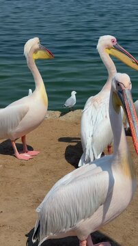 Great white pelicans at the Walvis Bay waterfront in Namibia. 