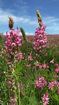 A close-up of a sainfoin flower in a field on a bright sunny day. Delicate pink flowers. Onobrychis lasitanica.