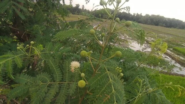 Footage of Leucaena leucocephala (petai cina) leaves swaying  ing the wind.