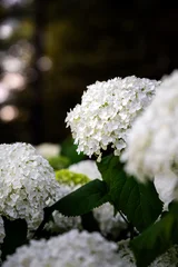 Fototapete Hortensie multicolored hydrangea flowers  © SarahPictures