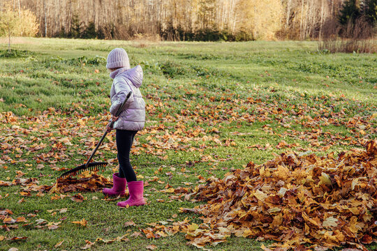 A young girl raking leaves in the garden with a leaf rake, a concept of household chores.