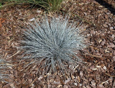 Festuca glauca, commonly known as blue fescue, on pine bark mulch in garden. It is a perennial ornamental&nbsp; &nbsp;plant in the grass family.&nbsp;