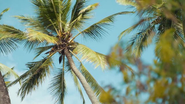 The shot begins with the focus on a towering coconut tree set against a bright blue sky, then slowly shifts focus to yellow-flowered wild plants in the foreground.