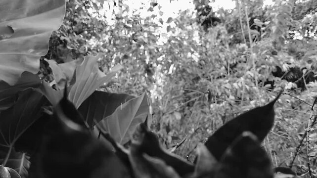 Black and white monochrome tropical leaves and dense forest foliage outdoors nature rain time background