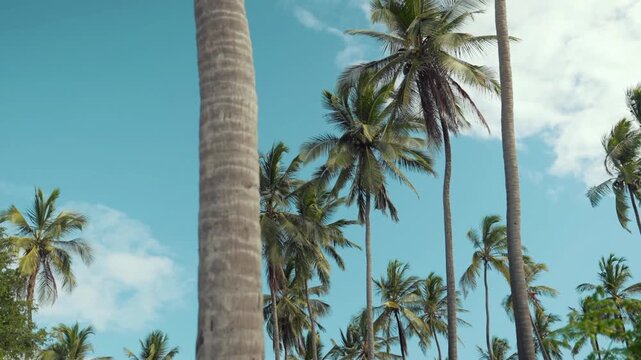 A beautiful view of towering coconut trees set against a bright blue sky with wispy white clouds in a tropical setting. 