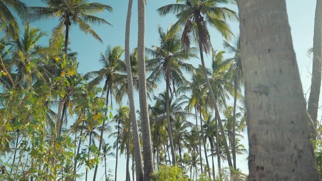 A beautiful view of a row of towering coconut trees in a tropical setting, set against a bright blue sky and bathed in natural sunlight.