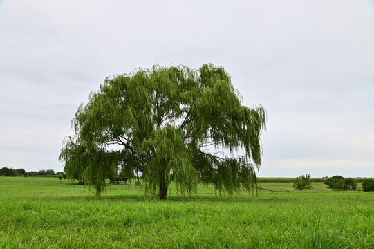 Weeping Willow Tree in a Field