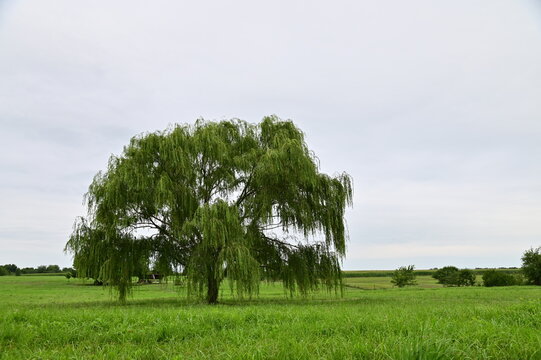 Weeping Willow Tree in a Field