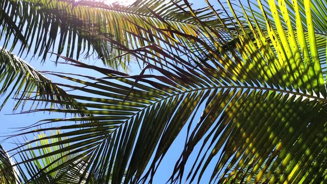 The bright green fronds and leaves of the coconut tree sway gently in the breeze. 