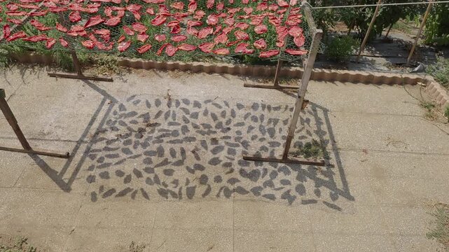 Sun-Dried Tomatoes Drying Under Sunlight with Artistic Shadows and Abstract Pattern n&deg;1 [180&deg; shutter angle Sony G from ProRes 442 25p 10 bit S-Log3]